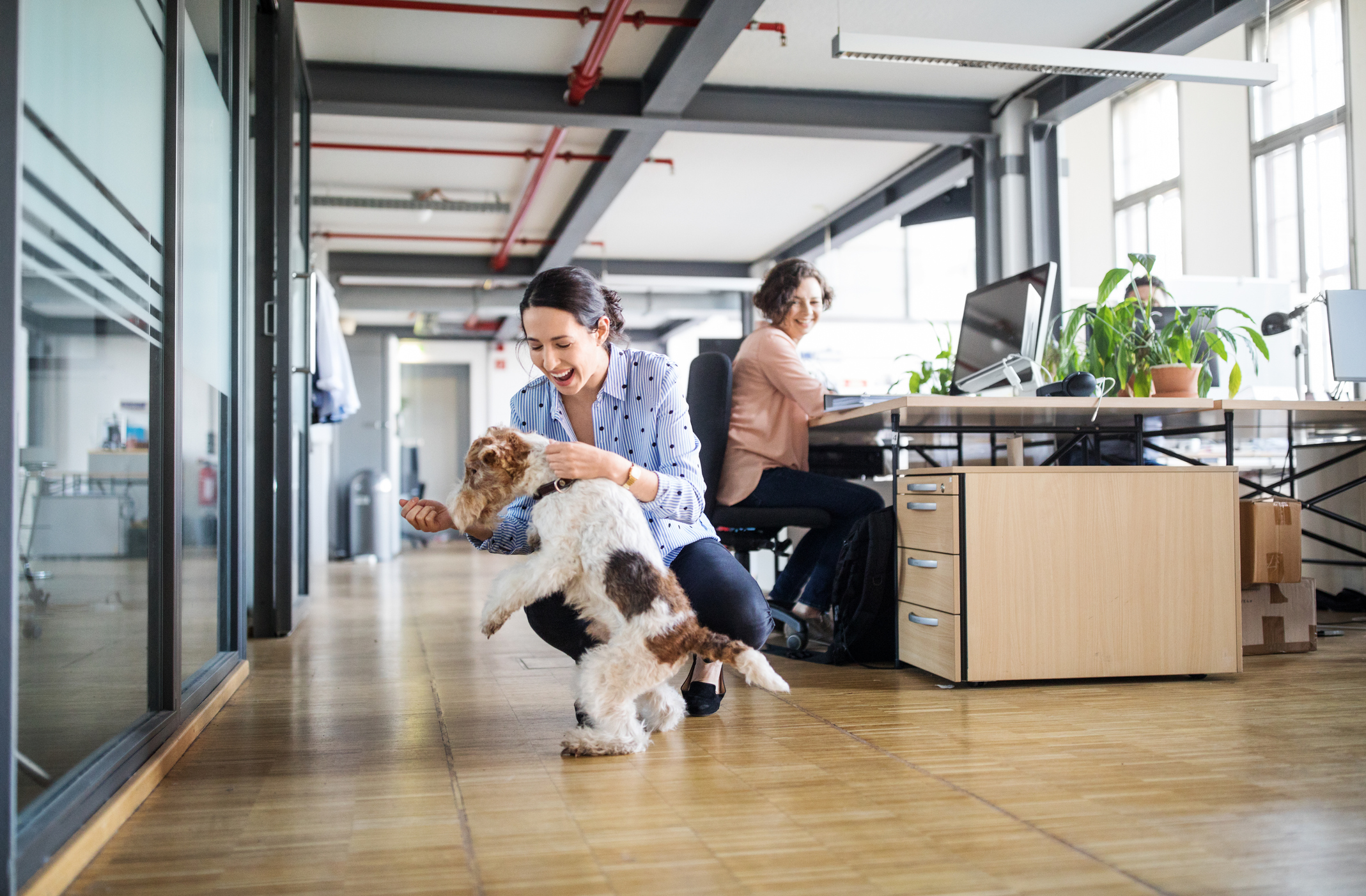 De voordelen van een hond op de werkvloer