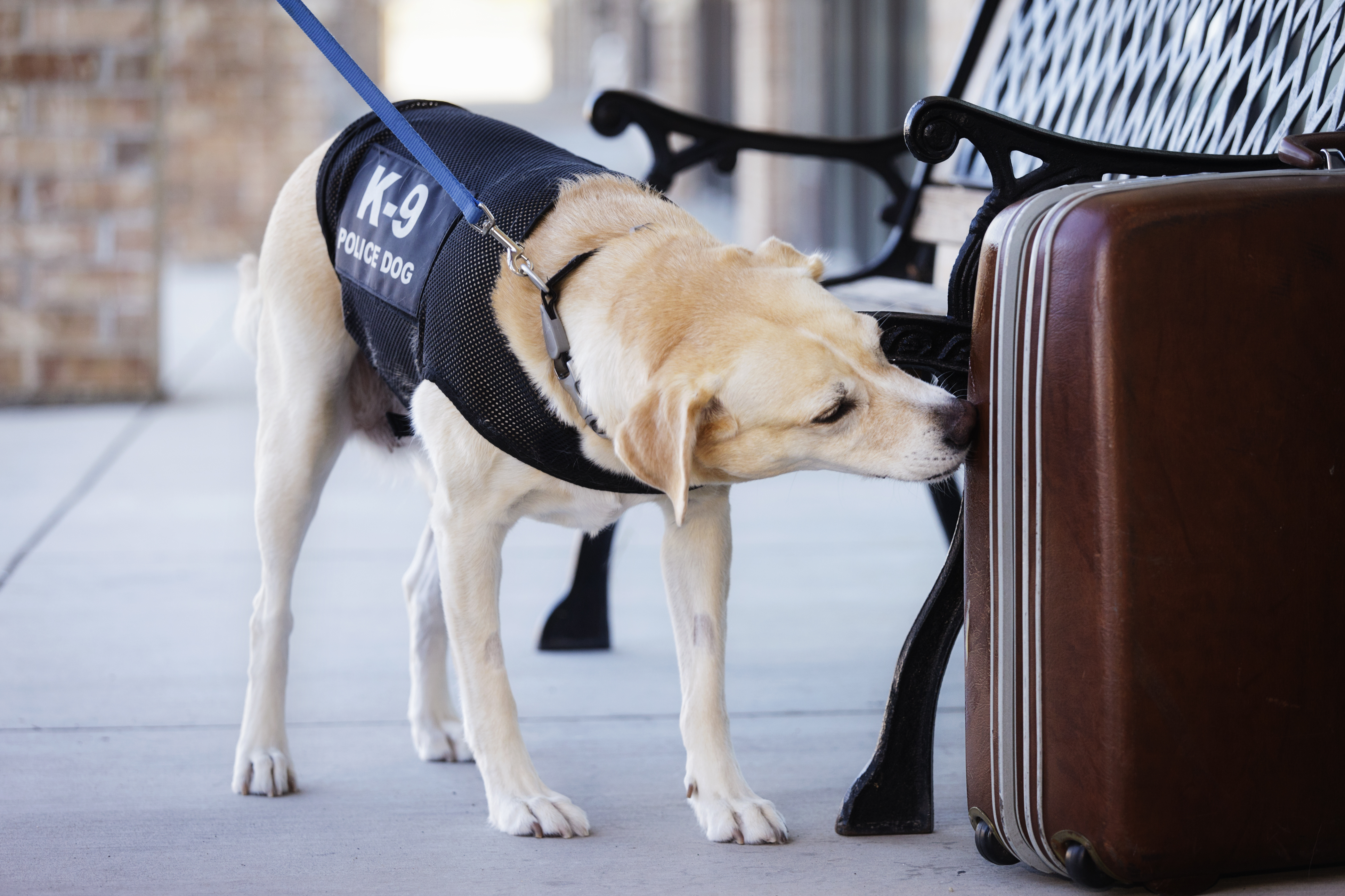 Honden op de werkvloer in de strijd tegen corona